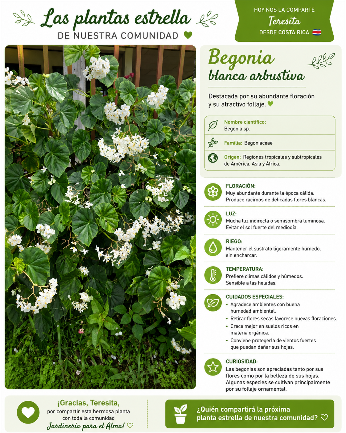 Ficha Planta Estrella: Begonia blanca arbustiva compartida por Teresita desde Costa Rica