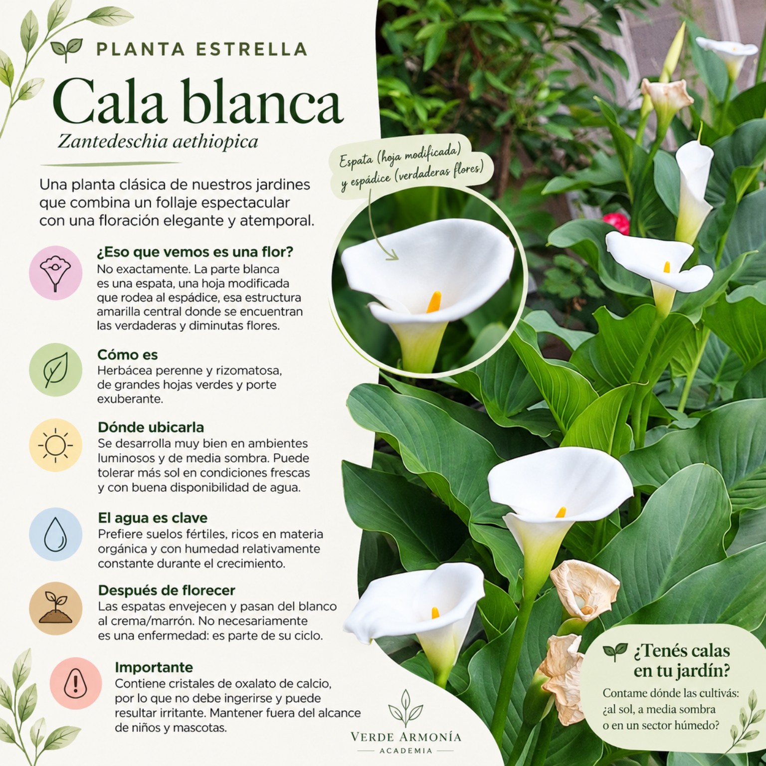 Ficha Planta Estrella: Cala blanca, Zantedeschia aethiopica, con sus características, cuidados y fotografía