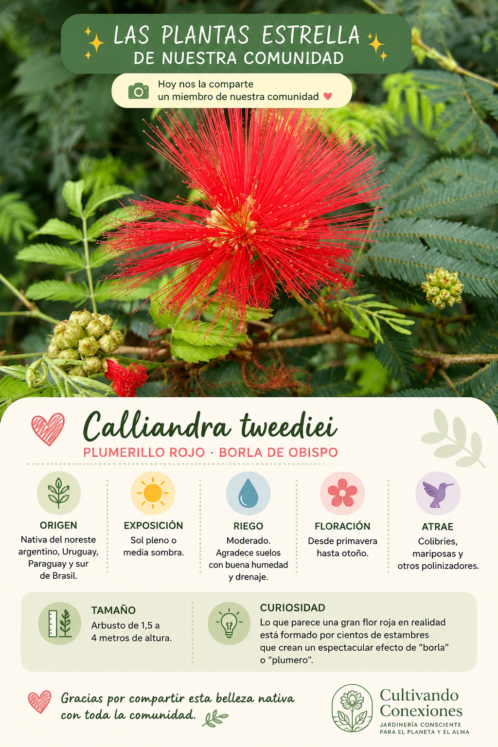 Ficha Planta Estrella: Calliandra tweediei o plumerillo rojo compartida por la comunidad